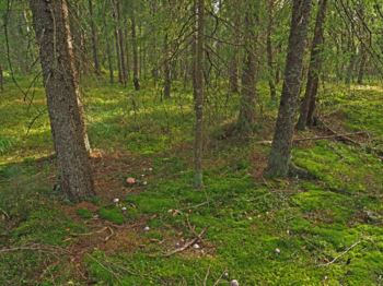 Kirkebyhøgda er skogkledd, og skogen er for det meste rank granskog på mykt moseteppe. I år er det ingen mangel på sopp, og denne fiolette skivesoppen er et vanlig og iøynefallende innslag.